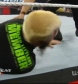 Filename=WrestleYourWay_com_WWE_Raw_06_07_2010_Hart_Dyansty_vs_Khali___Hornswoggle-UW_avi_000256356.jpg
Filesize=119KiB
Dimensions=640x360
Date added=Jun 11, 2010 WrestleYourWay_com_WWE_Raw_06_07_2010_Hart_Dyansty_vs_Khali___Hornswoggle-UW_avi_000256356.jpg