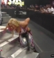 SurvivorSeries2010_mp4_005563057.jpg