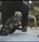 Ivory_vs_Naddie_9_16_06_GLOW_flv_000398167.jpg