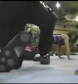 Ivory_vs_Naddie_9_16_06_GLOW_flv_000398733.jpg