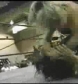 Ivory_vs_Naddie_9_16_06_GLOW_2_flv_000081733.jpg