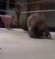 GCW_Natalya_Neidhart_vs__Miss_Danyah_flv_000433833.jpg