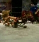 The_Pink___Black_Attack_VS__Krissy_Vaine___Angel_Williams_flv_000330263.jpg