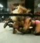 The_Pink___Black_Attack_VS__Krissy_Vaine___Angel_Williams_flv_000550216.jpg