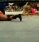The_Pink___Black_Attack_VS__Krissy_Vaine___Angel_Williams_flv_000551117.jpg