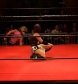 SHIMMER_#8__-__Nattie_Neidhart_vs_Ariel_avi_000513111.jpg